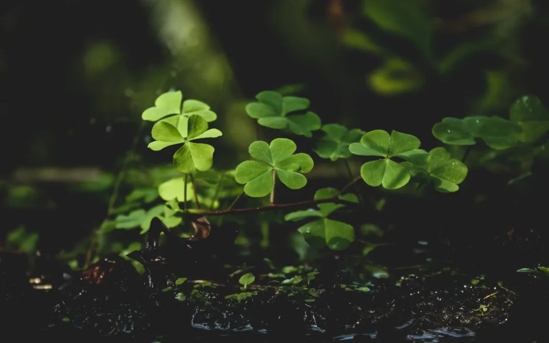 Benefits of Fengshui