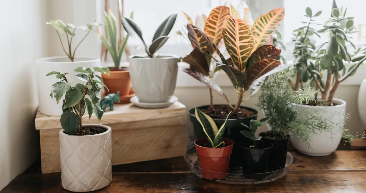 plants